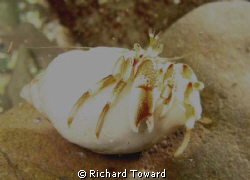 Hermit Crab, Green Ends Gully, Eyemouth. Taken with Canon... by Richard Toward 